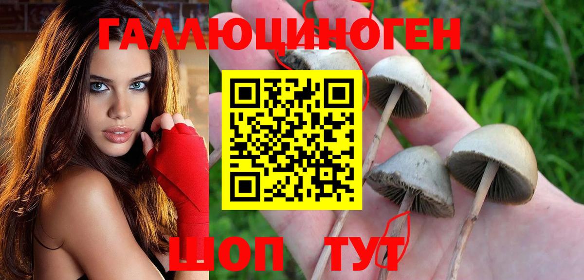 Гатчина  Псилоцибиновые грибы Psilocybe  Вход с VPN  купить наркоту  Галлюциногенные грибы MAGIC MUSHROOMS 