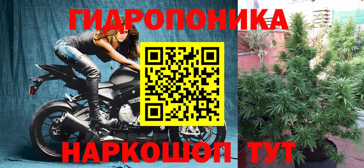 Конопля White Widow  Конопля конопля  Вход с VPN  Гатчина  Бошки Шишки план 